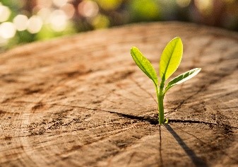 Small plant growing from tree stump